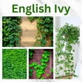 thumbnail image 3 of 2 Pots English Ivy Live Plants, Perennial English Ivy Vine, 4-8" Tall, Fast-Growing Climbing Ivy for Outdoor Garden, Fence, Containers, 3 of 6