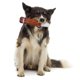 thumbnail image 4 of Juguete chirriante para perros, cepillo de para perros, limpia de , atención resistente, juguete para masticar para perros Yuyangstore Los perros mastican palitos, 4 of 8