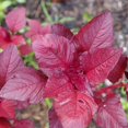 thumbnail image 3 of GSDWIUEW Graines d'Amarante Rouges, 200 Unités, Culture Facile, Rendement Élevé,, 3 of 4