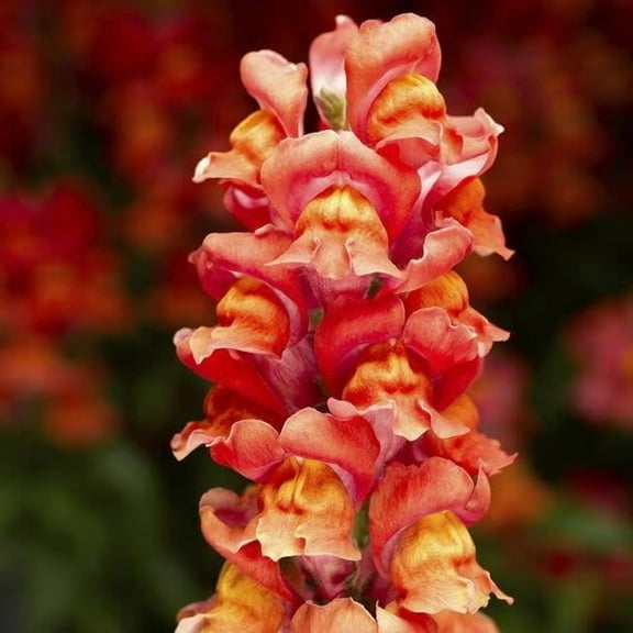 200 Dark Orange Yellow Snapdragon Seeds Flower Perennial Flowers Seed US SELLER 1418
