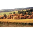 thumbnail image 2 of Maureen Love 14x11 White Modern Wood Framed Wall Art Titled - Fall in Wine Country I, 2 of 5