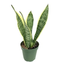 Snake Plant Sansaveria Laurentii Potted House Plants ,4" Pot