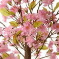 thumbnail image 3 of 4 Ft. Cherry Blossom Tree, 3 of 4