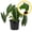 Velvet Elvis, variant on Monstera Deliciosa 2-4" 1ct – Live Plant for Indoor Outdoor Use, Garden & Landscaping – Live Arrival Guaranteed