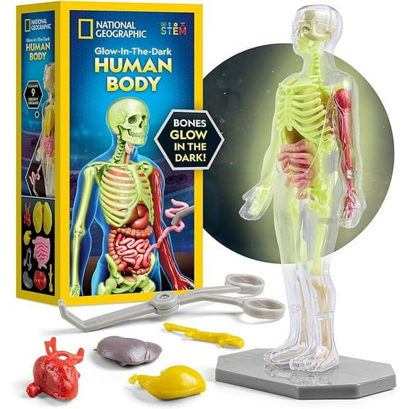 National Geographic Human Body Model for Kids That Glows in The Dark - 32-Piece Interactive Anatomy Model with Bones, Organs, Muscles, Stand, Forceps & ID Chart, Anatomy and Physiology Study Tools