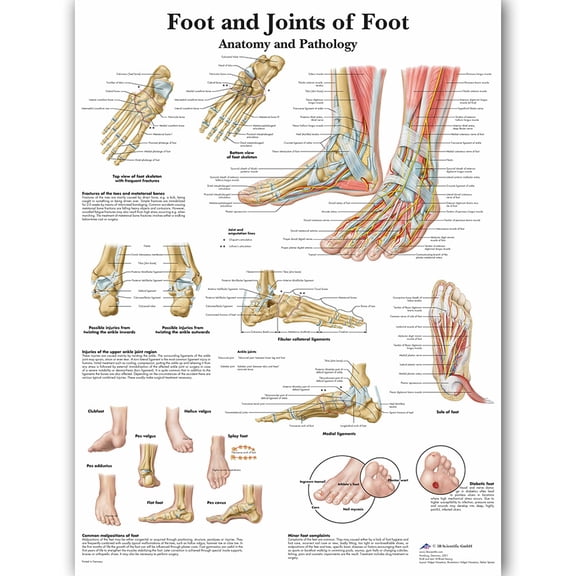 YROHGKPN Large Size Illustration Anatomical Poster of the Human Foot Skeletal Muscle