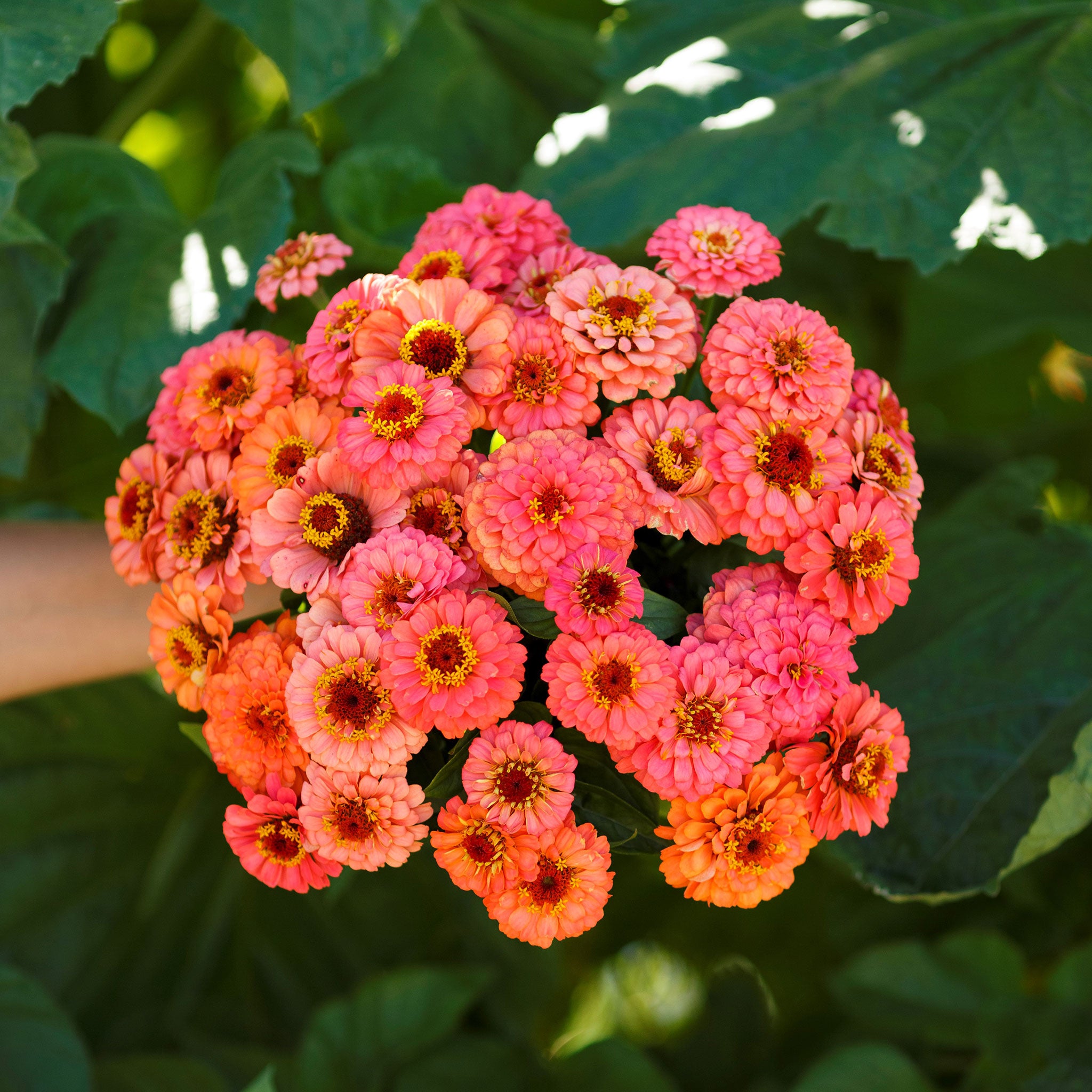 Zinnia Seeds Pumila Salmon 1 Ounce Pink Flower Seeds, Open Pollinated Seed Attracts Bees