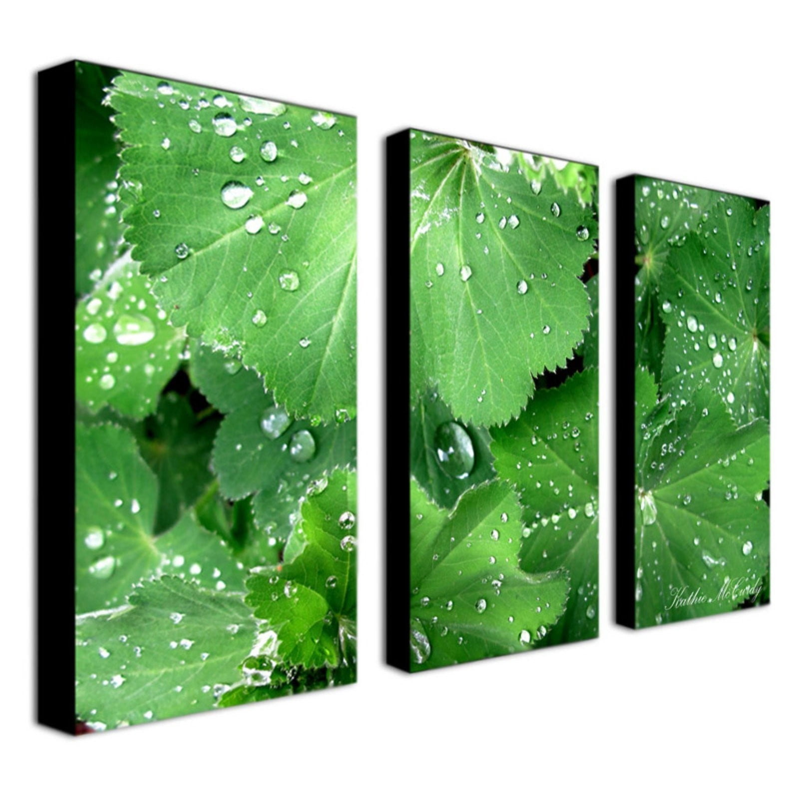 Trademark Art "Water Droplets" Canvas Art by Kathie McCurdy, 30x47
