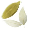 thumbnail image 4 of simhoa 100pcs Natural Magnolia Leaf For Scrapbooking DIY Craft Decors light yellow, 4 of 8