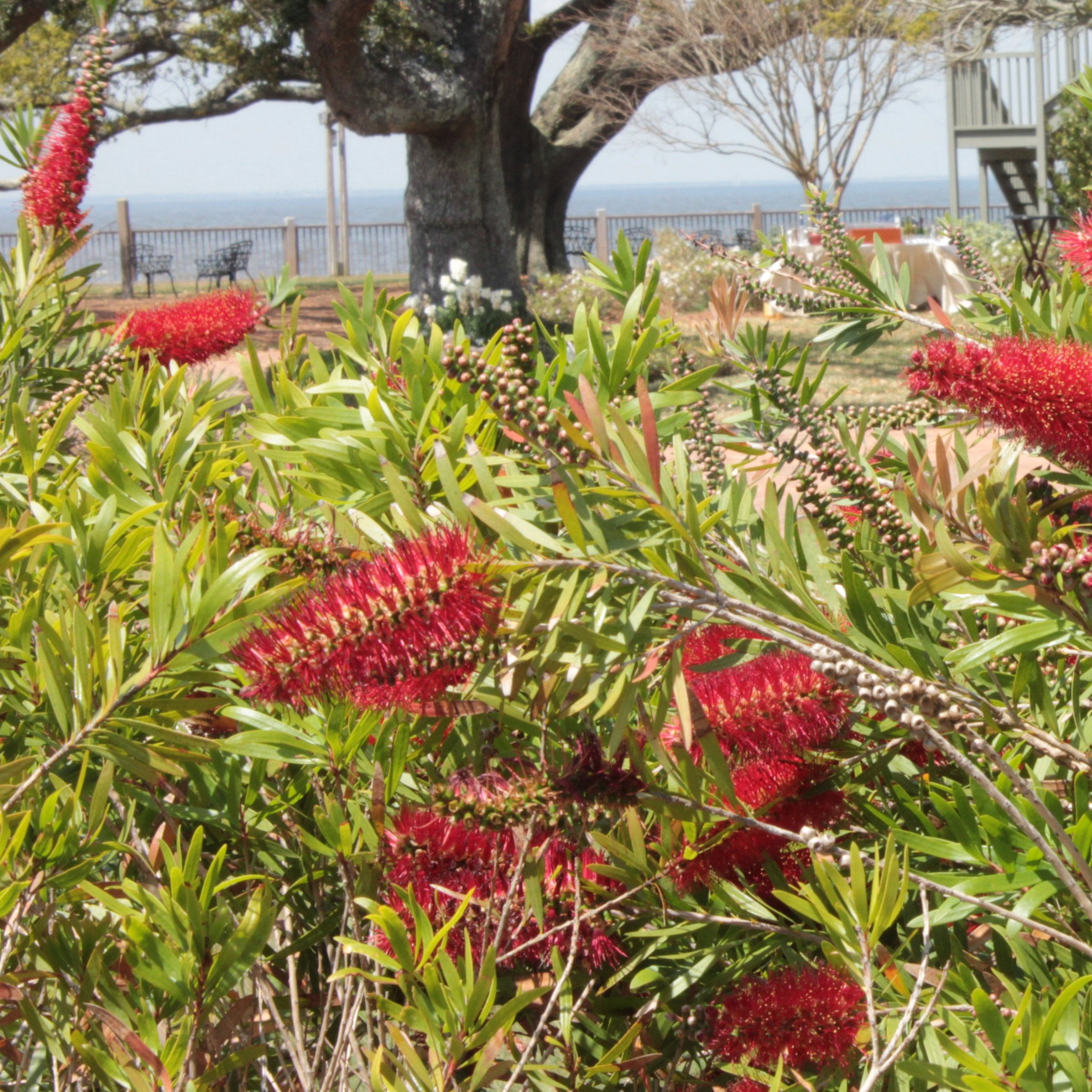 1 gal. Bottlebrush Cold Hardy Shrub with Red Flowers