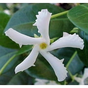 Confederate Star Jasmine Plant - 6" Pot - Extremely Fragrant Vine