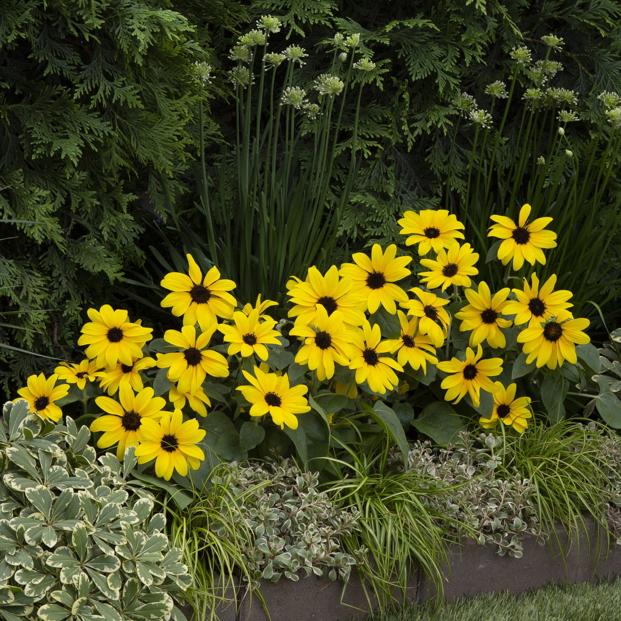 Sunfinity 2QT Yellow Sunflower Live Annual Plant Sun 3-Pack
