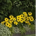 thumbnail image 4 of Sunfinity 2QT Yellow Sunflower Live Annual Plant Sun 3-Pack, 4 of 7