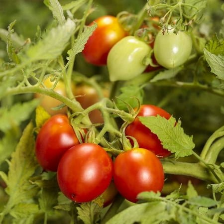 Proven Winners, Outdoor, Live Plants, White, Tomatoes, 1.5PT, Each