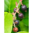 thumbnail image 2 of Wild, Jamie and Judy 25x32 White Modern Wood Framed Museum Art Print Titled - Salal berries, 2 of 4