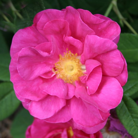 Heirloom Roses - Apothecary's Rose Gallicas Rose Plant - Fragrant Rose Plants