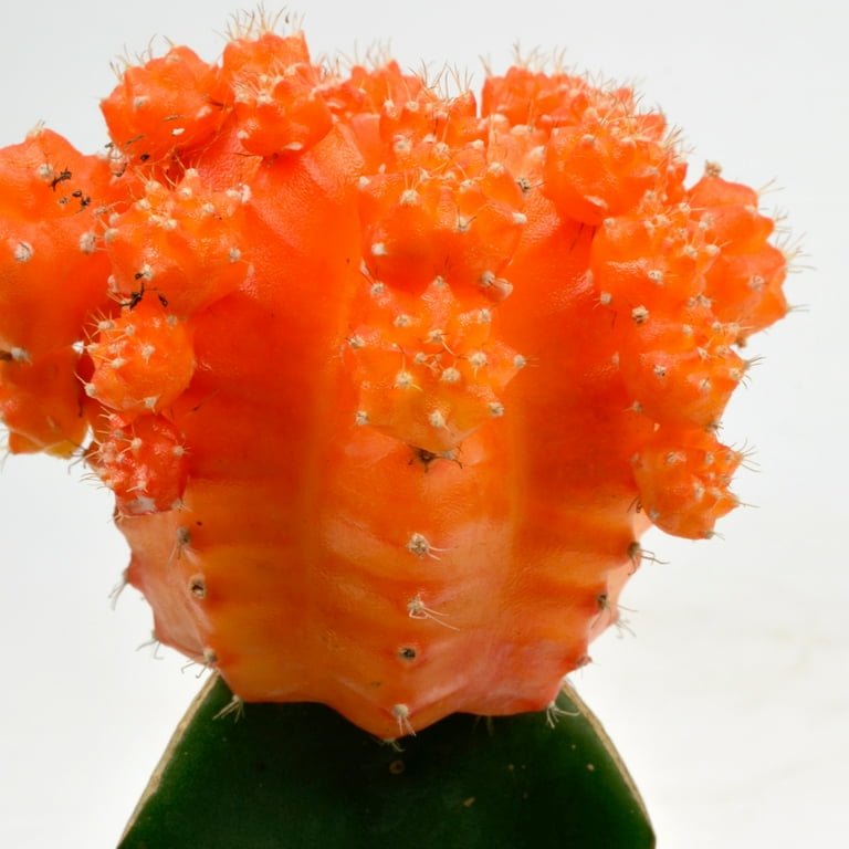 Element by Altman Plants Multicolor Grafted Cactus Succulent