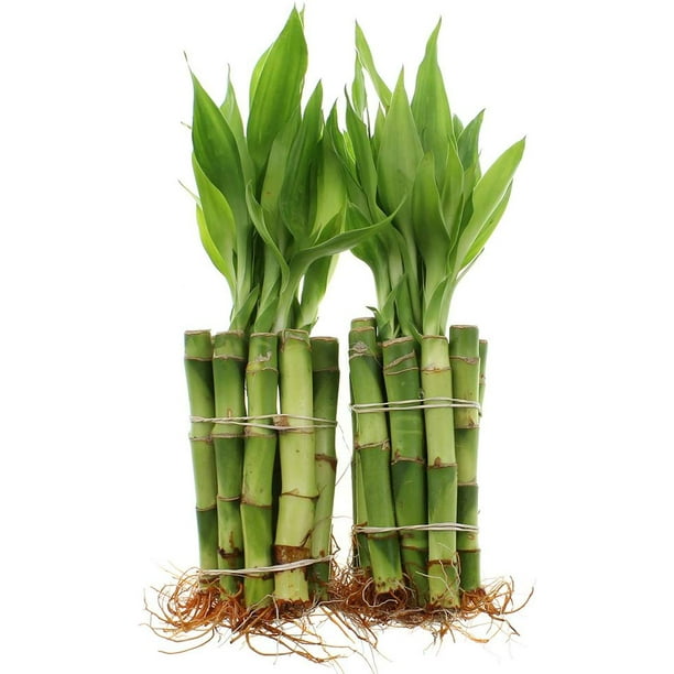 NW Wholesaler Live Lucky Bamboo Bundle of 20 Stalks 4” Straight