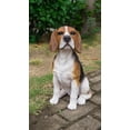 thumbnail image 1 of Hi- Line Gift 87763-B Beagle Statue de Chien Assis, 1 of 1