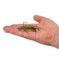 thumbnail image 4 of Berkley SlobberKnocker, 3/8 oz, Golden Shiner, 4 of 5