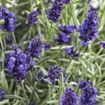 thumbnail image 3 of Proven Winners 5" Purple Sweet Romance Lavender Live Plant in 4.5" Pot (4 Count), 3 of 8