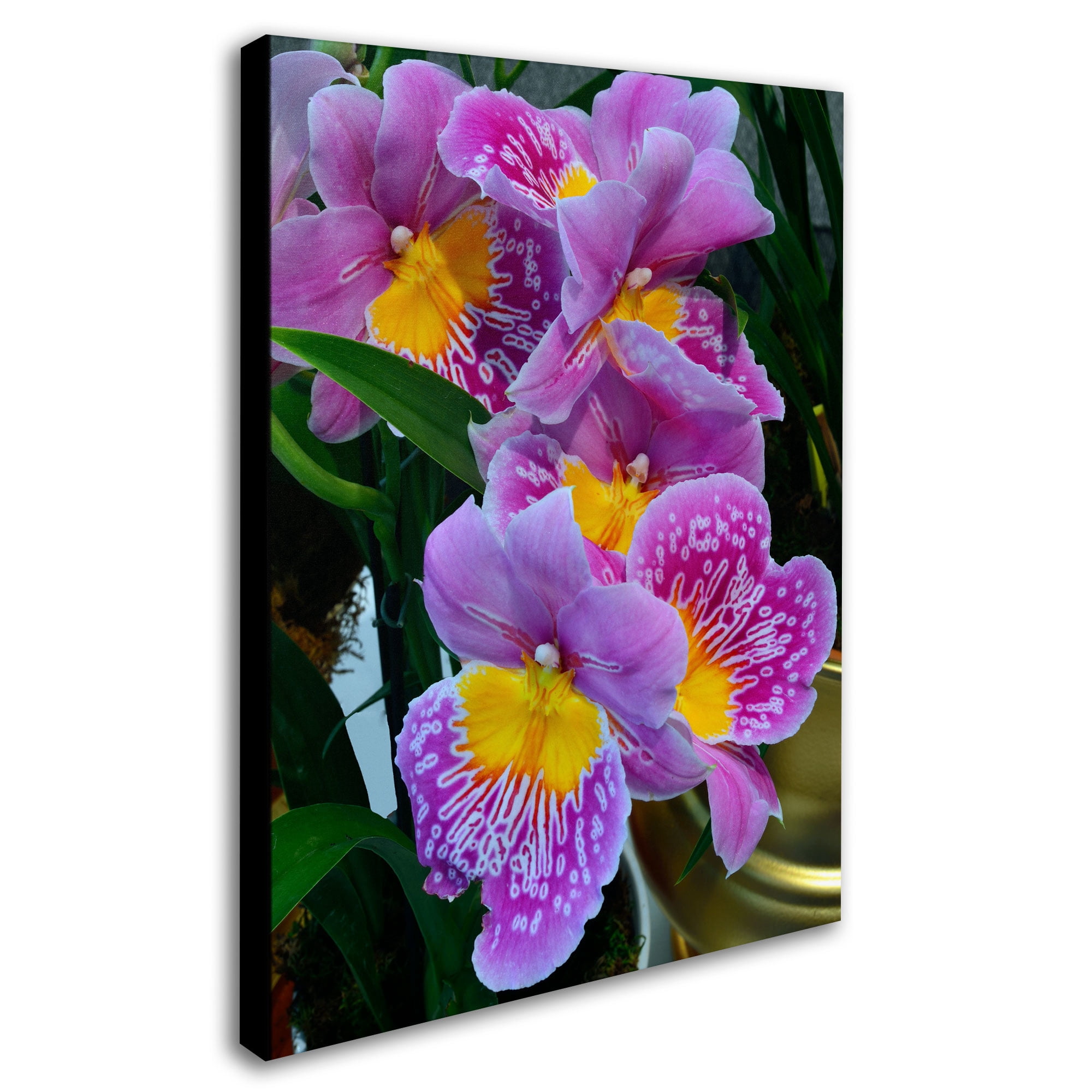 Trademark Fine Art "Happy Orchids" Canvas Art by Kurt Shaffer