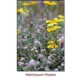 thumbnail image 2 of Helichrysum Italicum Wild Crafted Essential Oil 10 ml (1/3 fl oz) - 100% Pure and Natural by Silky Scents, 2 of 5