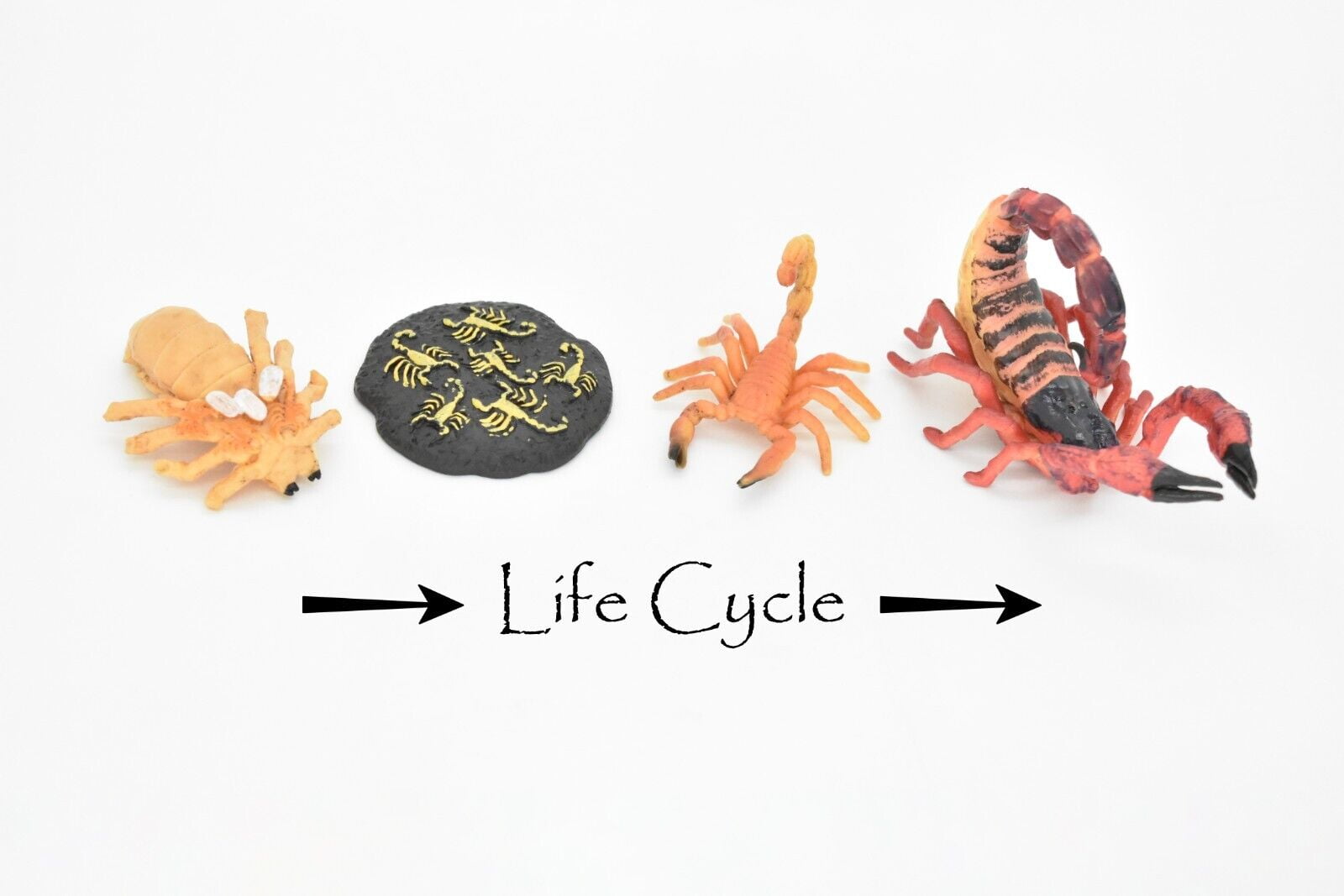Scorpion Learn the Scorpion Life Cycle Very Nice Plastic Figure