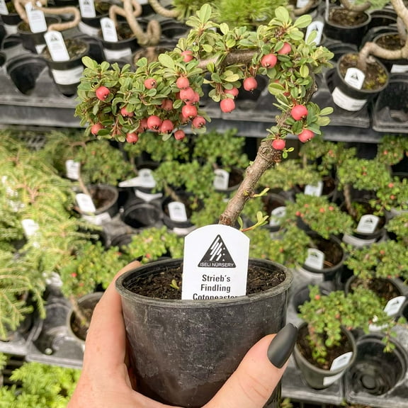 Strieb's Findling Espalier Cotoneaster- Live Bonsai Starter Plant - 4" Growers Pot