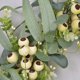 thumbnail image 3 of Corona de eucalipto ckepdyeh, corona de hojas de eucalipto artificiales con bayas grandes, corona de vegetación de primavera/verano para puerta de entrada, 3 of 7