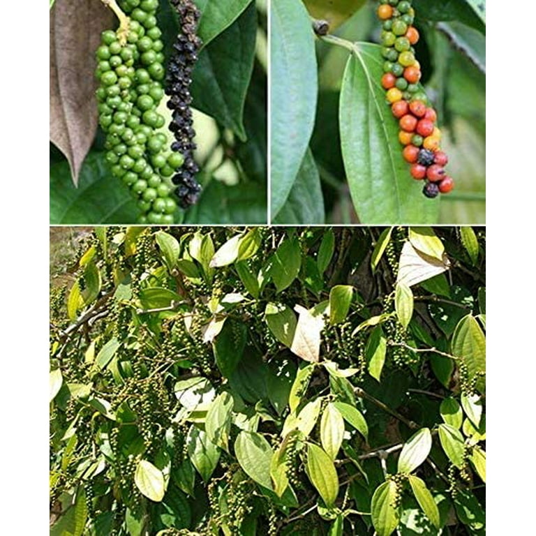 Black Pepper Seeds For Planting