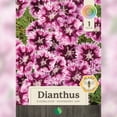 thumbnail image 2 of 1 Gallon Dianthus EverBloom™ 'Raspberry Jam', 2 of 8