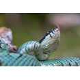 thumbnail image 2 of Fitzharris, Tim 32x23 Black Ornate Wood Framed with Double Matting Museum Art Print Titled - Green pit viper snake, 2 of 4