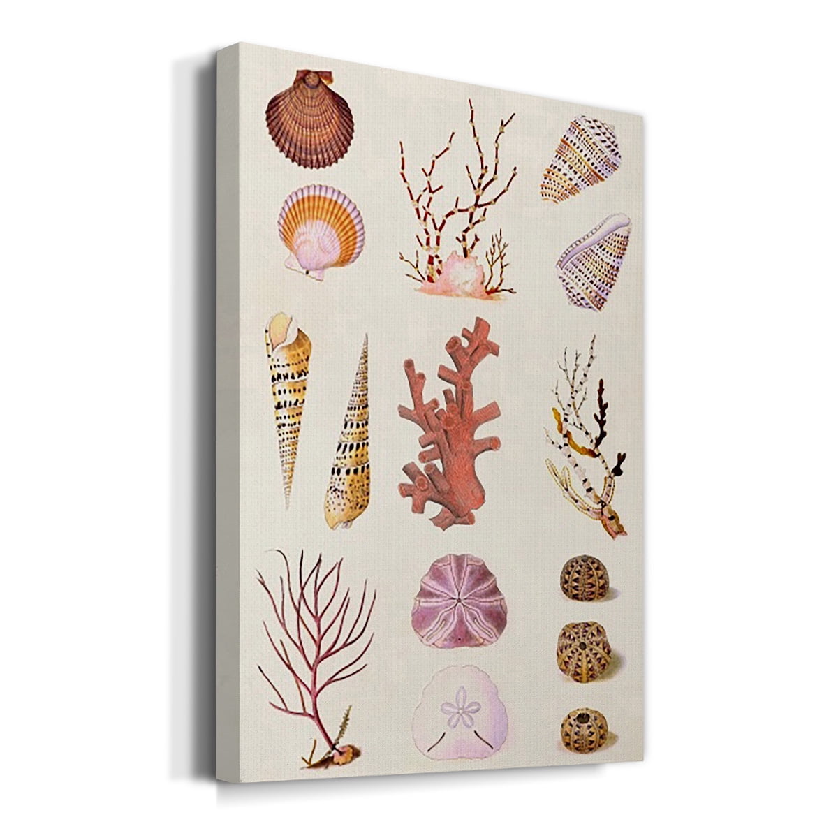 Coral & Shell Collage II Premium Gallery Wrapped Canvas - Ready to Hang
