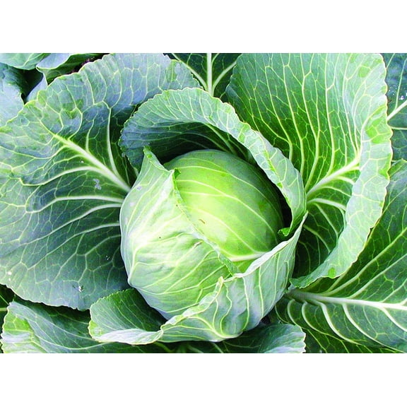 Late Flat Dutch Cabbage Seed, Heirloom, 200 Seeds, Non GMO Seed Tasty Healthy Veggie