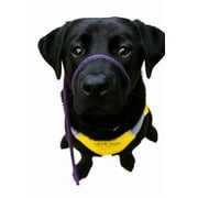 "Not So Fast Rover" One Size Fits All No Pull Head Halter