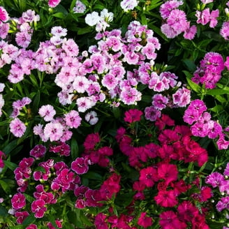 Vinca Flower Garden Seeds - Pacifica XP Series - Polka Dot - 1000