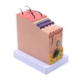 thumbnail image 3 of Modèle de Dissection de Tissu Anatomique Humain pour École Médicale, Aides Pédagogiques en Anatomie et Biologie, 3 of 6