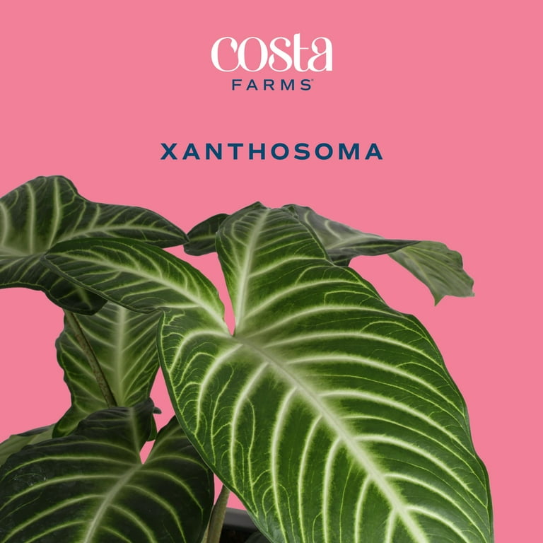 Costa Farms 15