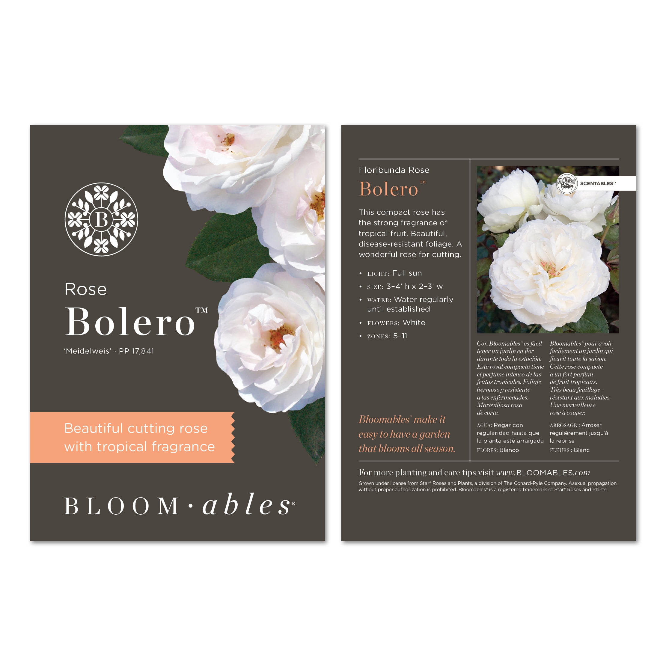National Plant Network Bareroot Scentables Bolero Floribunda Rose Bush with White Flowers (2-pack)