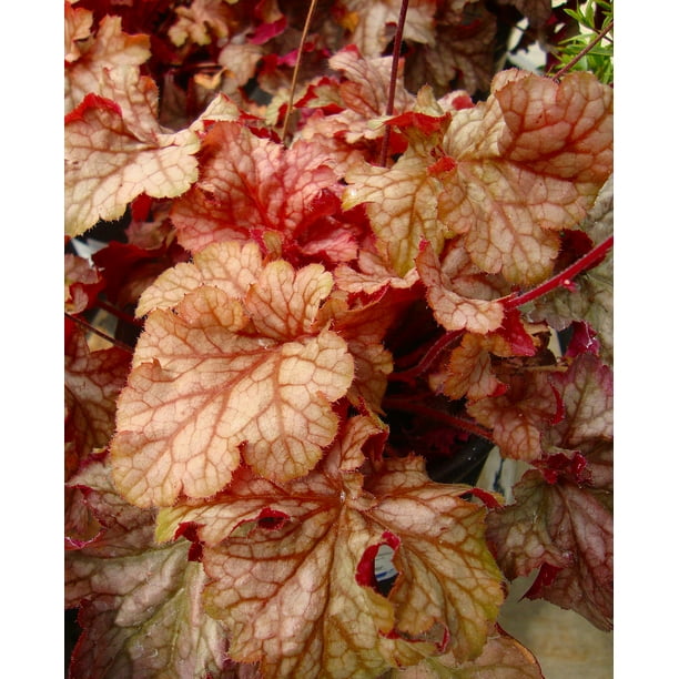 Carnival Peach Parfait Coral Bells