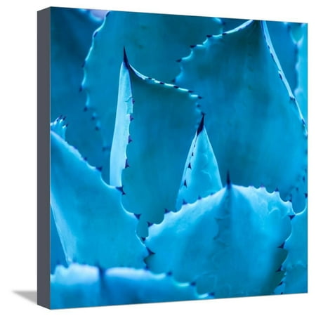 Sharp Pointed Agave Plant Leaves Stretched Canvas Print Wall Art By