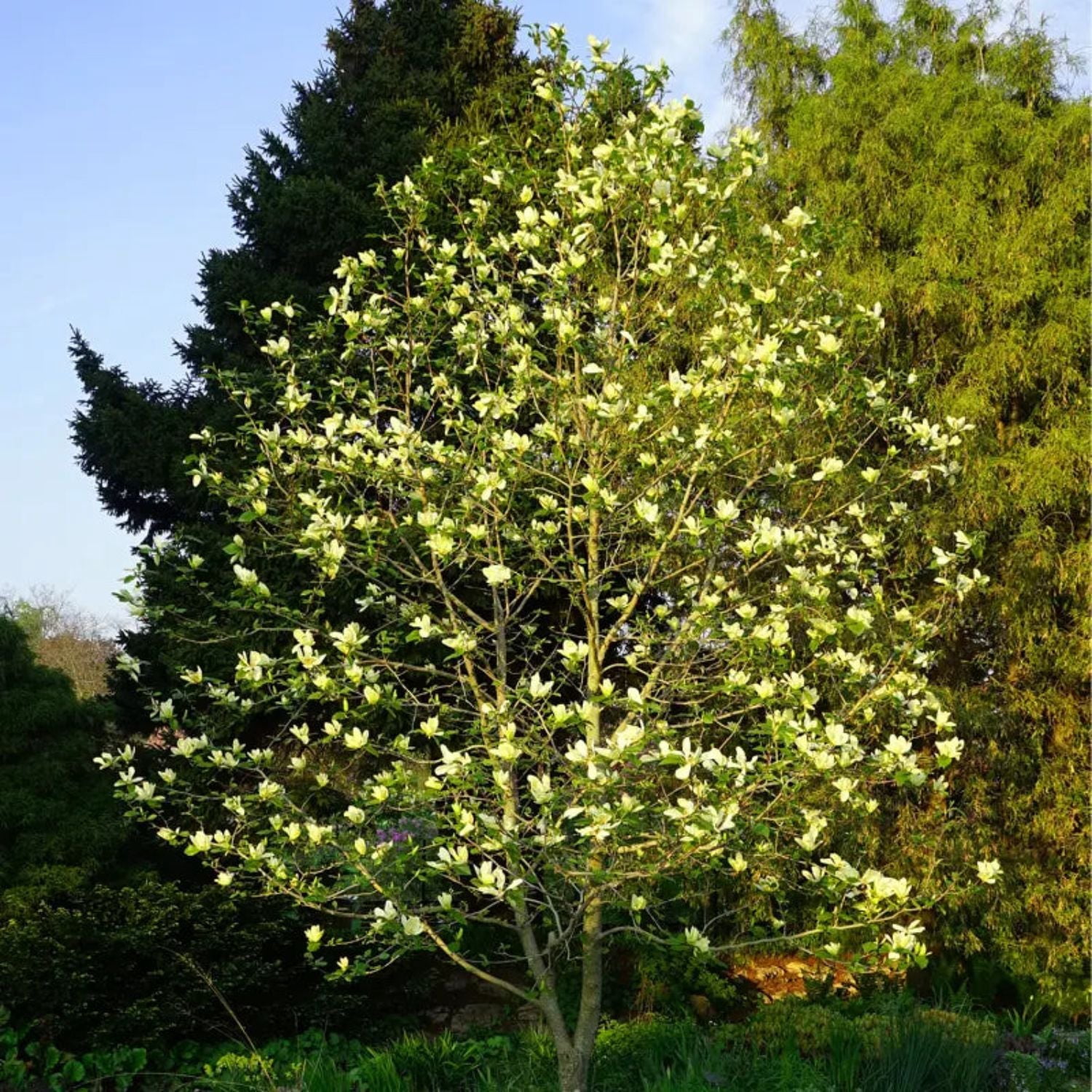 Expert Gardener 1-2' Magnolia Japanese Butterflies Live Tree in 1 gal. Grower Pot