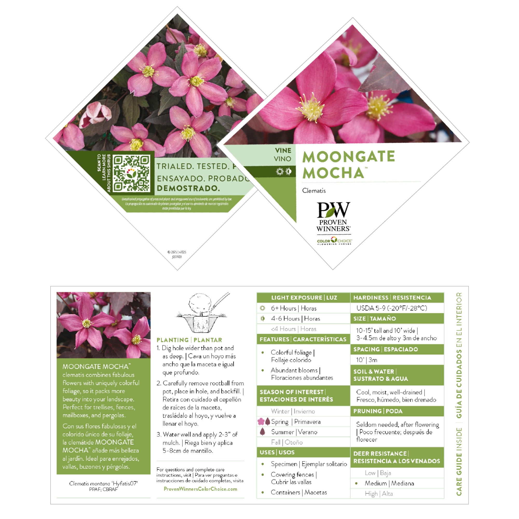 Proven Winners ColorChoice 5" Pink Moongate Mocha Anemone Clematis Live Plant in 4.5" Pot (4 Count)