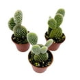 thumbnail image 2 of White Bunny Ears Cactus, 2 inch Set of 3, Opuntia microdasys, Angel's Wings Tiny Mini Pixie Plants, 2 of 8