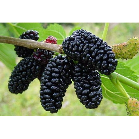 Dwarf Mulberry Tree Plant - 1 Gallon (Best Plants For Dwarf Gourami)