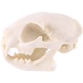 thumbnail image 3 of Resin Fortune cat Skull Skeleton Model Figurine Aquarium Fish Tank Landscape Decoration, 3 of 8