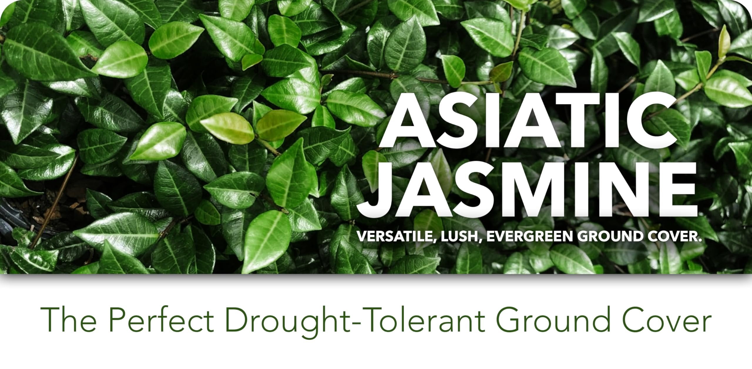 Asiatic Jasmine Minima I 3 Large Gallon Size Plants I Trachelospermum Asiaticum I Live Dense, Evergreen Foliage - Perfect for Lawn Substitutes and Erosion Control