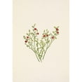 thumbnail image 2 of Mary Vaux Walcott 18x24 Black Ornate Framed Double Matted Museum Art Print Titled: Grouse Whortleberry (Fruit). Vaccinium Scoparium (1925), 2 of 5