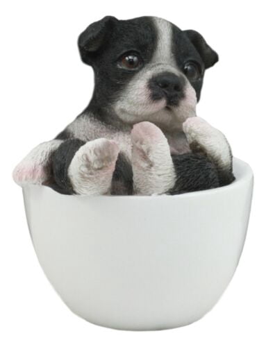 teacup boston terrier